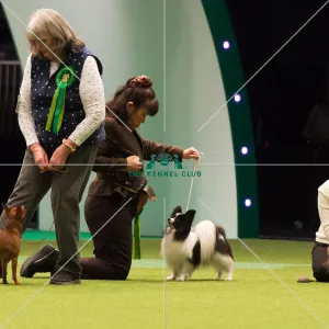 Papillon Best of Breed Crufts 2017