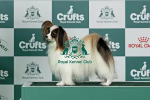 Saturday Prints: Papillon Best of Breed Crufts 2026