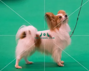 Papillon breed ring