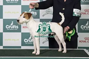Crufts 2025 Best Of Breed Prints: Parson Russell Terrier