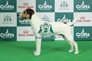 Parson Russell Terrier Best of Breed Crufts 2026