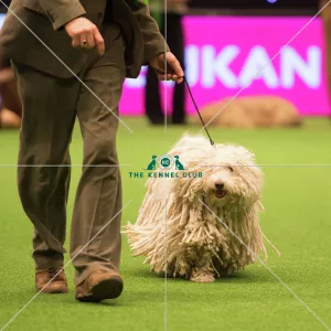 Crufts 2016