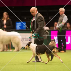 Pastoral Group