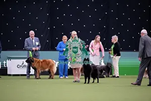 Pastoral Group judging