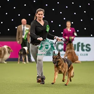 Pastoral Group judging Crufts 2022