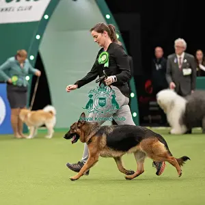Pastoral Group judging Crufts 2022