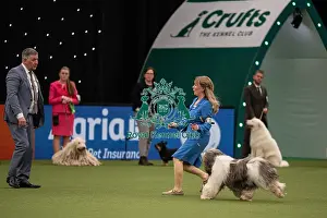 Pastoral Group judging Crufts 2022