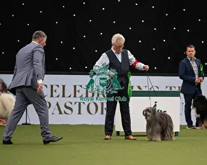 Pastoral Group judging Crufts 2022