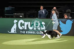 Pastoral Group judging Crufts 2022