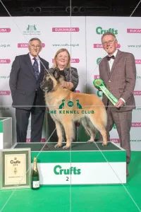 Pastoral Group Winner 2nd place BELGIAN SHEPHERD DOG (TERVUEREN)