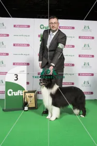 Border Collie