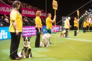 PAT dog of the year