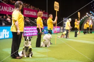PAT dog of the year