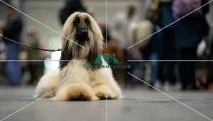 paul ogrady afghan hound birmingham