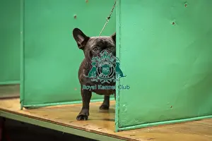 French Bulldog Prints: Pearl, a French Bulldog, who was competing today (Friday 07/03/25)