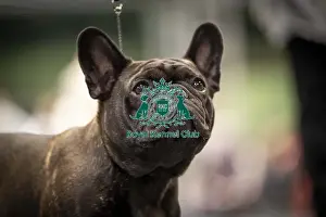 French Bulldog Prints: Pearl, a French Bulldog, who was competing today (Friday 07/03/25)