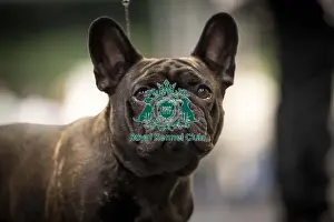 French Bulldog Prints: Pearl, a French Bulldog, who was competing today (Friday 07/03/25)