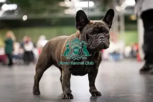 French Bulldog Prints: Pearl, a French Bulldog, who was competing today (Friday 07/03/25)