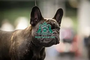 French Bulldog Prints: Pearl, a French Bulldog, who was competing today (Friday 07/03/25)