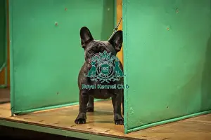 French Bulldog Prints: Pearl, a French Bulldog, who was competing today (Friday 07/03/25)