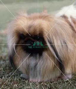 Pekingese