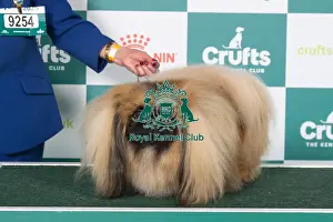 Pekingese BOB