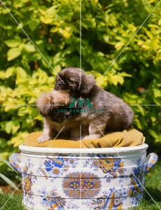 Pekingese Puppies