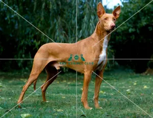 Pharaoh Hound