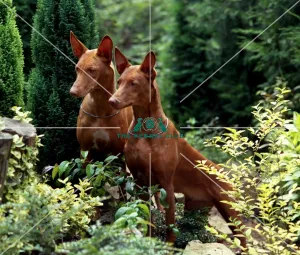 Pharaoh Hound