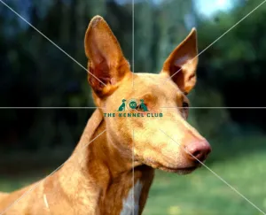 Pharaoh Hound