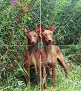 Pharaoh hound