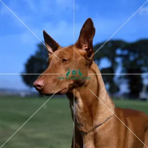Pharaoh Hound