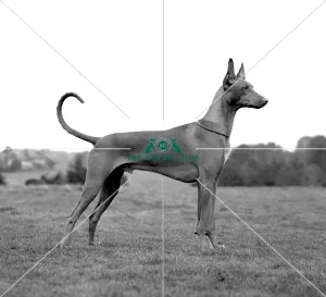 Pharaoh Hound