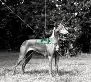 Pharaoh Hound