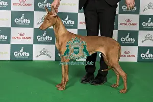 Crufts 2025 Best Of Breed Prints: Pharaoh Hound BOB