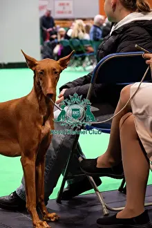 Dogs Prints: A Pharaoh Hound Outside The Ring