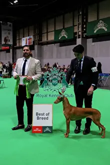 Hall 4 Prints: Pharaoh Hound (Room 4, Ring 24, 6 March 2026)