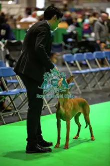 Hall 4 Prints: Pharaoh Hound (Room 4, Ring 24, 6 March 2026)