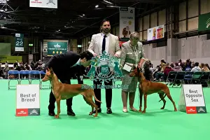 Hall 4 Prints: Pharaoh Hound (Room 4, Ring 24, 6 March 2026)