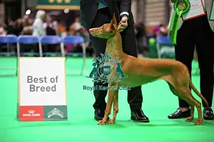 Hall 4 Prints: Pharaoh Hound (Room 4, Ring 24, 6 March 2026)
