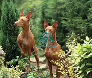Pair Prints: pharoh hounds