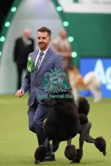 Philip Langdon from Bristol, with Jake, a Poodle (Standard), which was the Best of Breed winner today (Sunday 12. 03. 23), the last day of Crufts 2023, at the NEC Birmingham