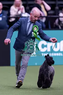 Kerry Blue Terrier Prints: Philip Obrien, from Czech Republic