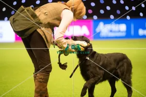 Philippa Williams Gundog Display