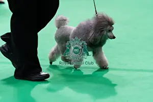 Poodle Toy Prints: Philtre Silver Loretta, a Poodle (Toy)