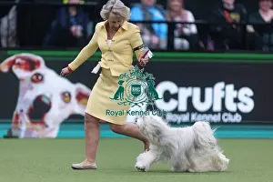 Crufts 2026 Junior Warrant Prints: Phoebe, a Tibetan Terrier, competing in the Junior Warrant Final today (05)