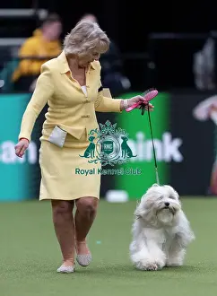 Crufts 2026 Junior Warrant Prints: Phoebe, a Tibetan Terrier, competing in the Junior Warrant Final today (05)