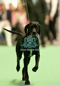 Pointer Prints: Pointer