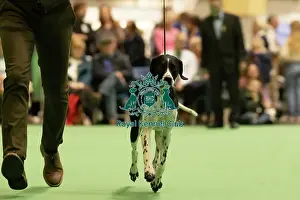 Pointer Prints: Pointer