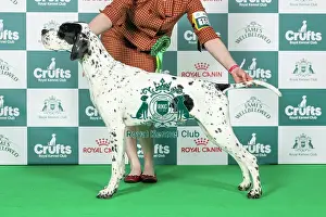 Sunday Prints: Pointer Best of Breed Crufts 2026